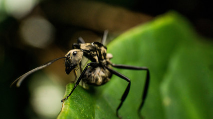 ant