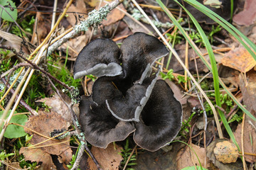 Black trumpet mushroom, Horn of Plenty, Caterellus cornucopioides, in lush moss in the forest