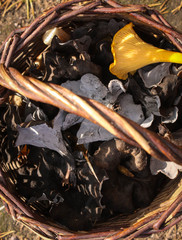 Delicacy mushrooms, black and yellow chanterelles in the basket