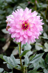 pink flower closeup