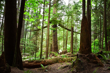 Fototapeta premium Wald und Bäume
