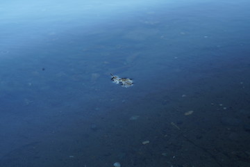 Fototapeta na wymiar leaf floating on blue lake water