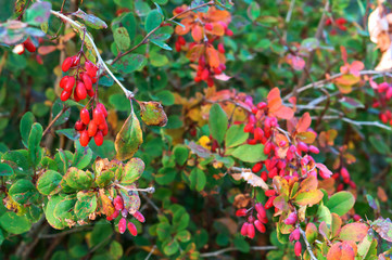 Obraz premium The red fruit of the barberry plants. The berries on the barberry Bush.
