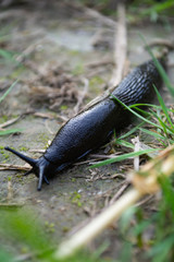 Snail in the grass