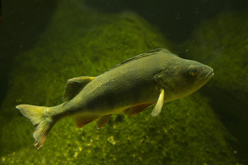 Common perch (Perca fluviatilis).