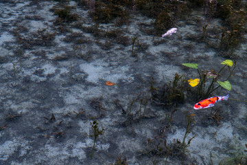 岐阜県の観光地名もなき池（通称モネの池）の鯉