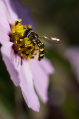 Bee gathers pollen from purple cosmos flower