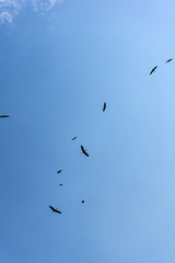 Storche die am Himmel kreisen. Majestätischer Moment