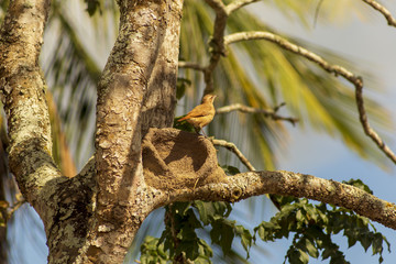 Passaro joão-de-Barro