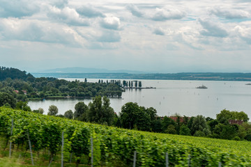 Wundervolle Sicht auf ein Weinfeld am Bodensee. 