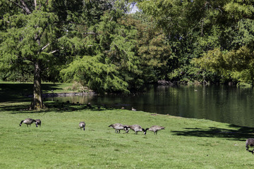 Lazy Geese