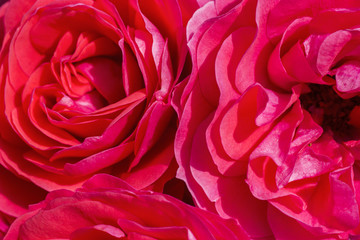 Close up of vibrant red rose flowers 