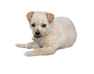 Little puppy lies and smiles - isolated image