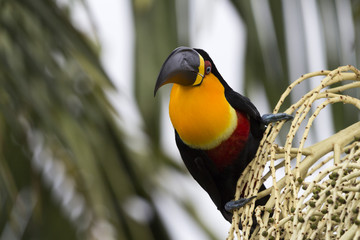 A beautiful brazilian tucan perched on a palm tree