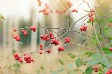 Hawthorn berries in autumn. Blurred forest trees in the background.