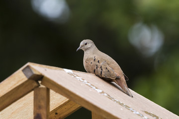 A beautiful pigeon perched on a house roof