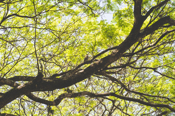 tree green leaves