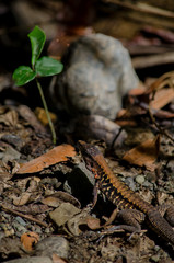 Ameiva Letophrys Lizard