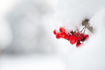 Red rowan berries covered with white snow.