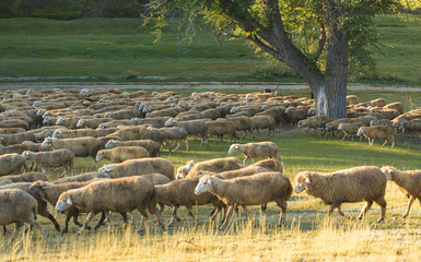 Sheep and goats graze on green grass in spring