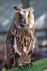 portrait of an eagle owl