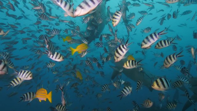 Deep ocean, wildlife scenery, shark feeding underwater, a lot of sharks swimming around, closeup shot, predator passing by, blue sea water on background, extreme diving at Fiji