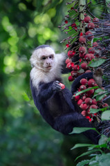 Capuchin Monkey Holds Fruit