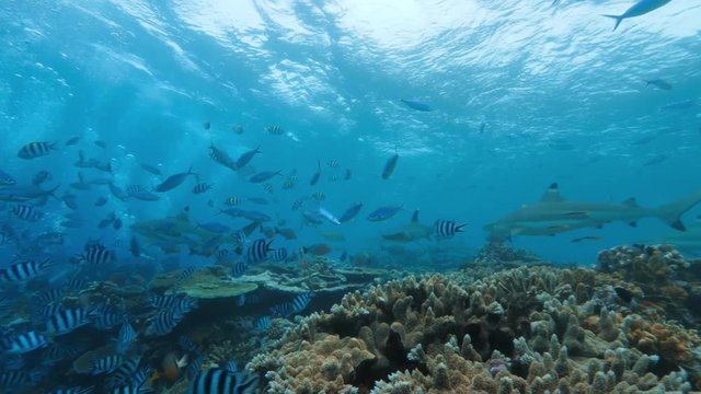 Deep ocean, wildlife scenery, Bull shark feeding underwater, a lot of sharks swimming around, closeup shot, predator passing by, blue sea water on background, extreme diving at Fiji