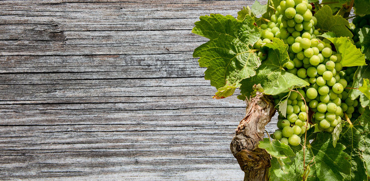 Grapevine from a vineyard with a wooden table in the background