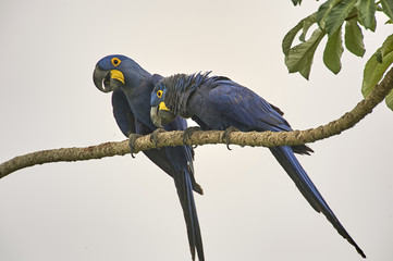 Two Hyacinth Macaw (Anodorhynchus hyacinthinus), Araras Ecolodge,  Mato Grosso, Brazil (Photo:...