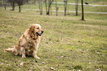 old golden retriever dog autumn portrait