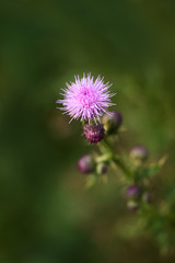 Thistle plan shallow depth of field