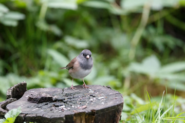 Dark eyed junco