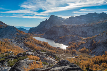 A lone mountain goat admiring the larch forest from a cliff - Washington state
