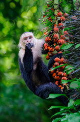 Capuchin Monkey Stares