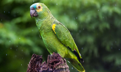 papagaio-verdadeiro
