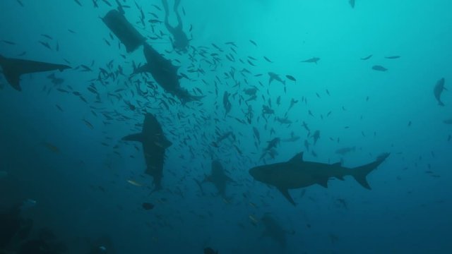 Deep ocean, wildlife scenery, Bull shark feeding underwater, a lot of sharks swimming around, closeup shot, predator passing by, blue sea water on background, extreme diving at Fiji