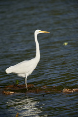 Great Egret (Ardea alba) on edge of Lake Chapala, Jocotopec, Jalisco, Mexico