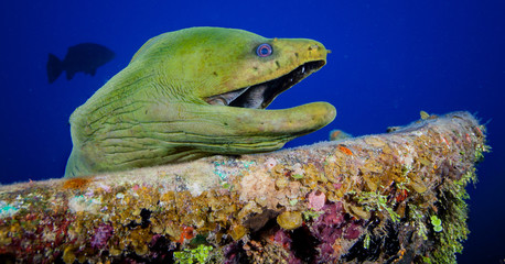 Green moray eel at sunken wreck on Roatan, Honduras.