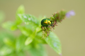 Goldgänzender Rosenkäfer auf einer Blüte