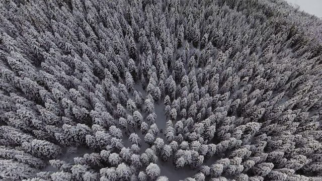 View from drone camera shows wonderful winter landscape of big snow capped pine trees in large frosted woods covering hill in cloudy evening.