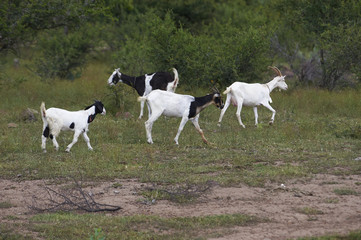 Naklejka na ściany i meble Goats grazing in the hills above San Juan Cosala, Jalisco, Mexico