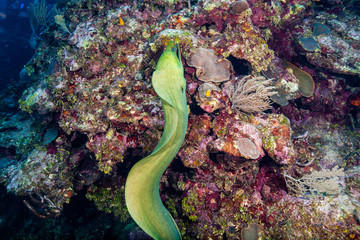 Green moray eel on coral; Roatan, Honduras.