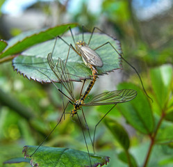 mosquito