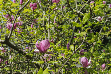 magnolia  pink flowers in the garden