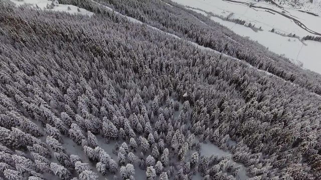 View from drone camera showing winter amazing landscape of big snow capped pine trees in large frosted woods covering hill in cloudy evening.