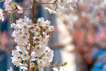 Cherry blossoms around Chidorigafuchi, Tokyo, Japan. The northernmost part of Edo Castle is now a park name Chidorigafuchi. People boating and enjoy at sakura cherry blossom at Chidorigafuchi Park.