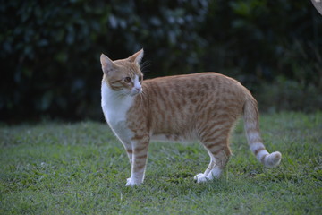 GATTO