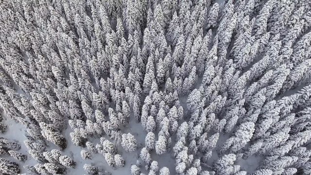 Aerial view from drone camera showing breathtaking winter landscape of big snow capped pine trees in large frosted woods covering hill in cloudy evening.