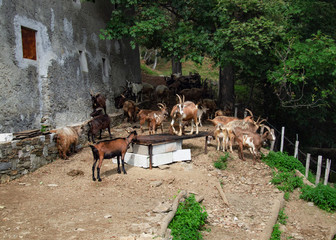 the goats on the farm are free to go out into the meadows to eat